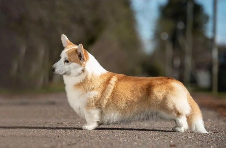 Pembroke Welsh Corgi - The Breed Archive