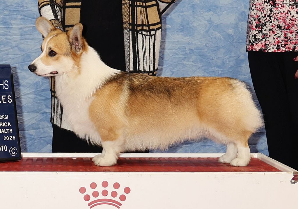 Pembroke Welsh Corgi - The Breed Archive